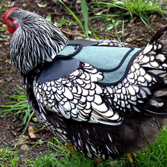 Saddles for Bantams and Young Birds, includes Shoulder Covers