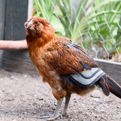 Saddles for Bantams and Young Birds, includes Shoulder Covers