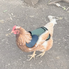 Saddles for Bantams and Young Birds, includes Shoulder Covers